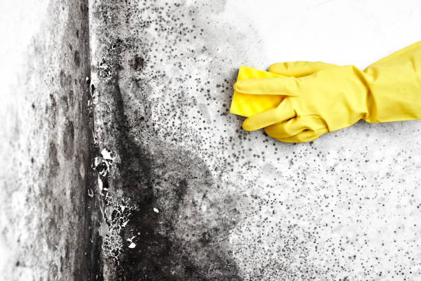 Best Mold Prevention Services  in Chillicothe, MO