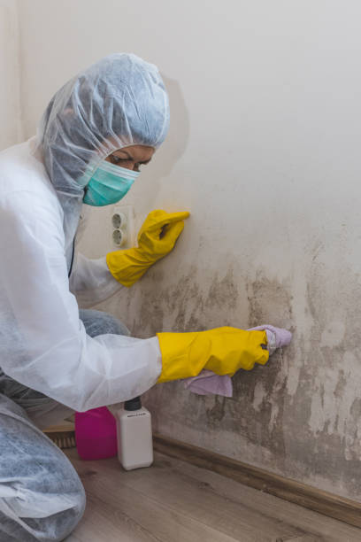 Best Industrial Mold Remediation  in Chillicothe, MO
