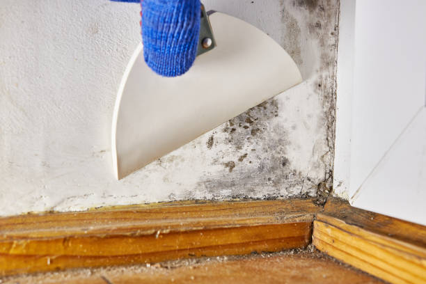 Best Water Damage & Mold Remediation  in Chillicothe, MO