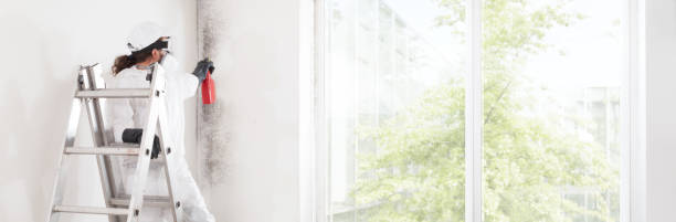 Best Emergency Mold Remediation  in Chillicothe, MO